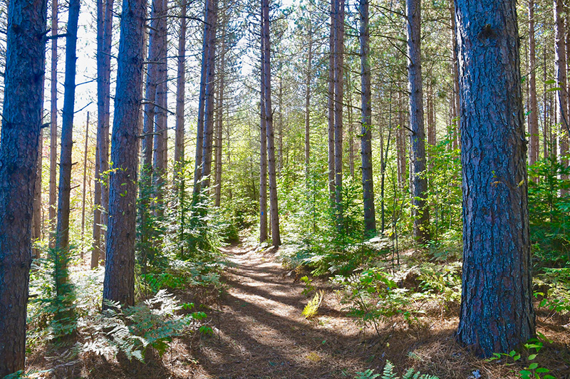 North Country Trail (Mackinac County)